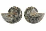 Cut/Polished Ammonite (Phylloceras?) Pair - Unusual Black Color #166695-1
